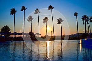 Palm Trees at golden Sunset