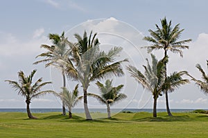 Palm trees on golf course