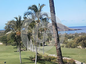 Palm trees at golf course