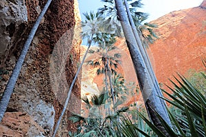 Palm Trees in a Gorge in the Bungle Bungles Western Australia