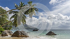 Palm trees gracefully bent over the ocean.