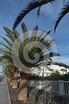 Palm trees in Gran Canaria