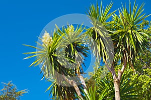 Palm trees in Granada.