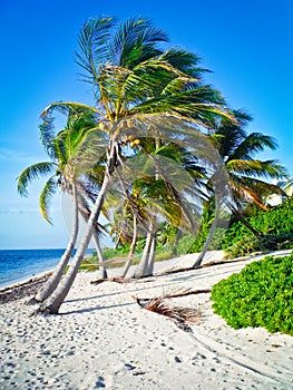 Palm trees on Grand Cayman