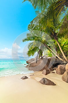 Palm trees and granite rocks by the sea in Anse Lazio beach