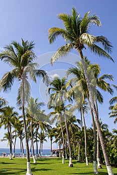 Palm trees and grass with blue sky