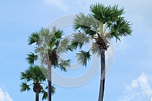 Palm trees with green branches against a blue sky with clouds