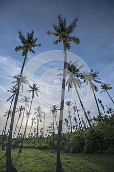 Palm trees with green field and bushes over blue sky with clouds during beautiful summer day