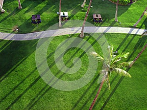 Palm trees and green grass lawn