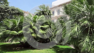 Palm trees and green grass in public park. Well-groomed lawn with european building in backdround