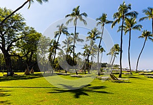 Palm Trees and Green Lawn at Beach Resort