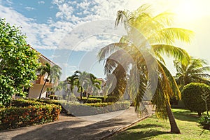 palm trees with green leaves on a background of blue sky and buildings. Tropical houses coconut palm near sea in sunny day on the