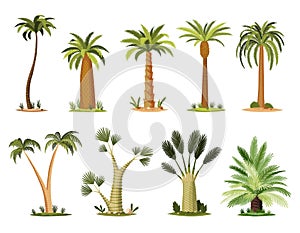Palm trees with green leaves top and trunks. Collection of different kind tropical trees, exotic fruitful tree. Vector