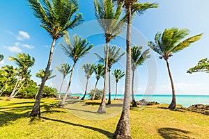 Palm trees and green meadow in bas du Fort beach