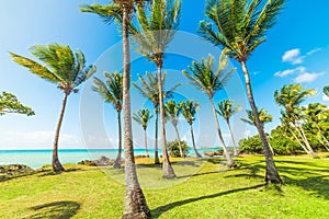 Palm trees and green meadow in bas du Fort beach