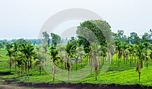Palm trees on a green tea garden. Landscape Scenery. Assam India