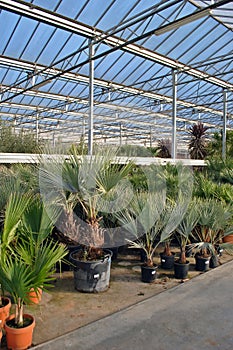 Palm trees in greenhouse