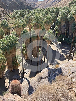 Palm trees grove along Victor Loop near Palm Springs