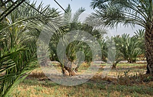 Palm trees grove at northern israel kibbutz