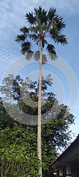 Palm trees grow abundantly to a height of almost 15 meters