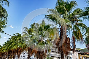 Palm trees grow in a row along a street in Alanya Turkey. Many fan palms on the background of blue sky in a tropical city