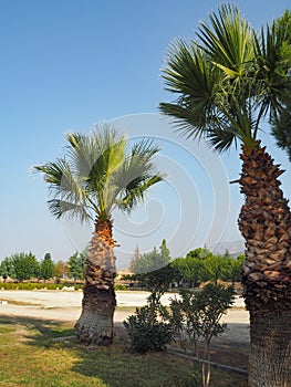 Palm trees grow under the sun