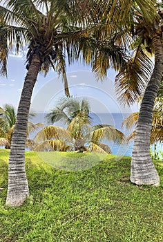 Palm trees growing in the botanical garden of Palmetum in Santa Cruz, Spain photo