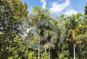 Palm trees growing in Gondwana rainforest