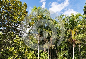 Palm trees growing in Gondwana rainforest photo
