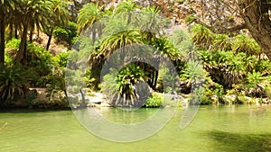 Palm trees growing over a beautiful river - Preveli on Creta Island, Greece, Sunny day