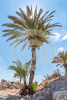 Palm trees growing at Tel Megiddo National Park in Israel