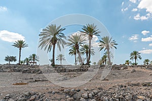 Palm trees growing at Tel Megiddo in northern Israel