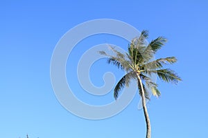 Palm trees in Guam