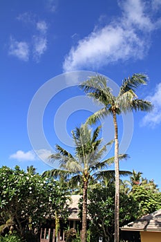 Palm trees in Guam