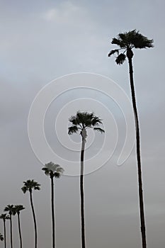 Palm trees in haboob 3808