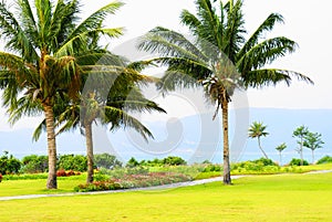 Palm trees in Hainan