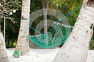 Palm trees and hammock