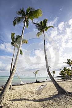 Palm trees with hammock on beach in the Caribbean against blue sky with white clouds.