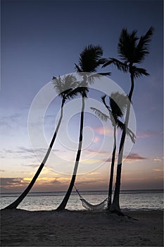 Palm trees and hammock on beach in the Caribbean at sunrise.