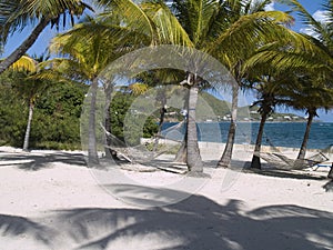 Palm Trees and Hammocks photo