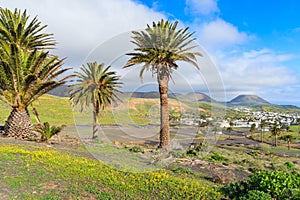 Palm trees in Haria mountain valley