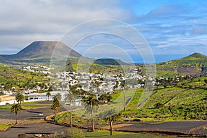 Palm trees in Haria mountain village photo