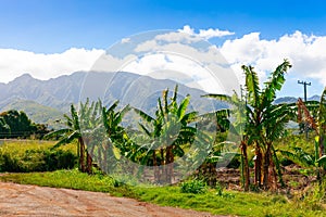 Palm trees in Hawaii with mountains in background