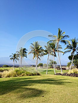 Palm trees in Hawaii