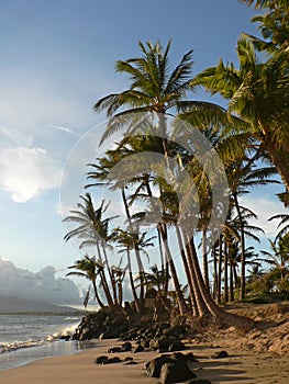 Palm Trees on a Hawaiian Beach