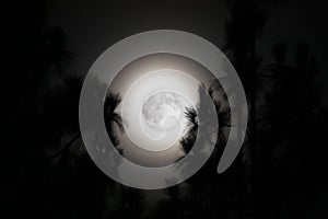 Palm Trees and a Hazy Full Moon in California photo