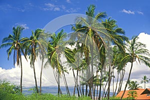 Palm Trees, HI