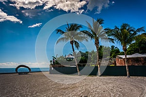 Palm trees at Higgs Beach, in Key West, Florida.