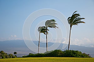 Palm Trees High Winds