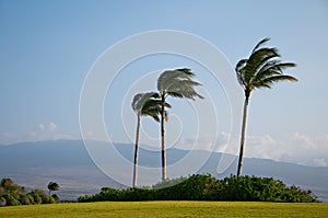 Palm Trees High Winds photo
